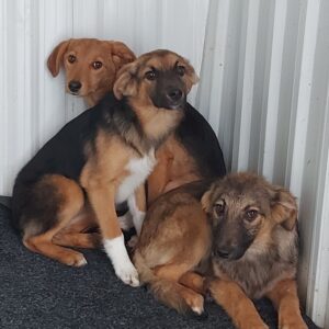 Mascha — Foto 4 / 11
