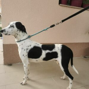 Noah — Foto 4 / 13
