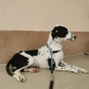 Noah — Foto 3 / 13