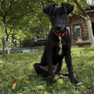 Coby — Foto 4 / 15