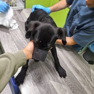 Coby — Foto 6 / 15