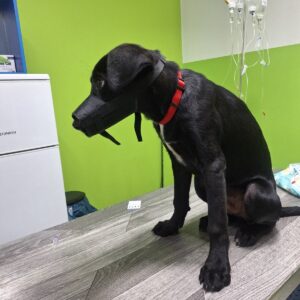 Coby — Foto 7 / 15