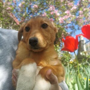 Ruby — Foto 4 / 8