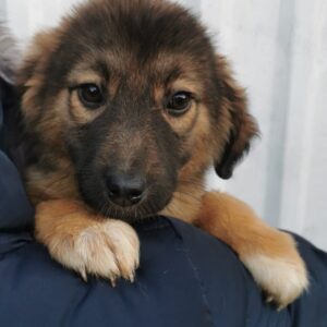 Luna — Foto 3 / 9