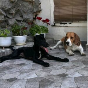 Coby — Foto 13 / 15