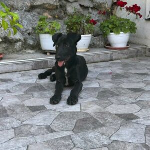 Coby — Foto 8 / 15