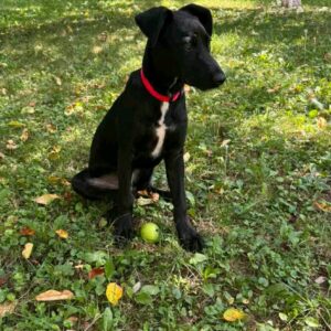 Coby — Foto 1 / 15