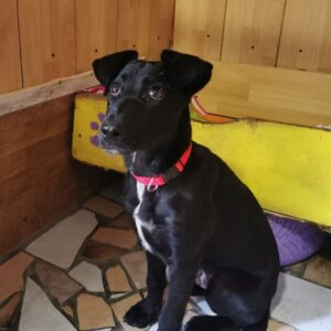 Coby — Foto 12 / 15