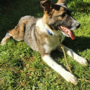 Brutus — Foto 8 / 8
