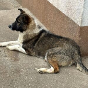 Brutus — Foto 4 / 8