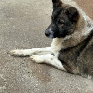 Brutus — Foto 3 / 8