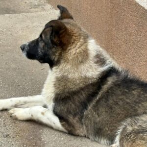 Brutus — Foto 2 / 8