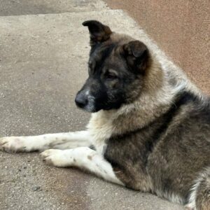 Brutus — Foto 1 / 8