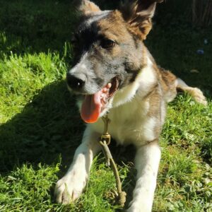 Brutus — Foto 5 / 8